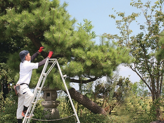 松の剪定 松の剪定